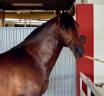 Un cheval avancé, élégant et fiable pour briller