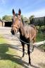 À vendre cheval AQPS 8 ans