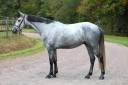 KOBALT DU BIGACHON