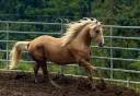PAINT HORSE Solid Palomino