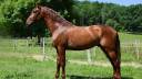 IMPERIAL - PRE 3 ans, cheval d'avenir 
