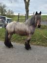 Joli cheval de trait Brabançon 4ans