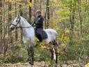 Hongre -Prestigieuses Lign&eacute;es PRE - 5 ans - dressage  