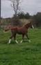 SPLENDIDE FOAL MALE CSO