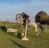 Jument grise appaloosa 14 ans