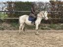 Poney loisir PP Appaloosa