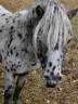 mini appaloosa hongre 