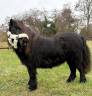 Jument shetland noire 