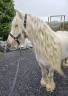 Poney Irish Cob