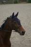 Jument à vendre 