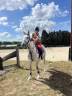 À vendre, superbe poney gris de 5 ans, toisant 146 cm, 
