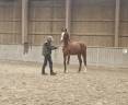 Superbe poulain BWP de dressage 