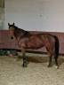 Jument 11 ans 