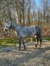 Poney gris 5 ans 