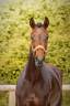 Jument par Vitalis x Apache