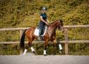 Jument par Vitalis x Apache