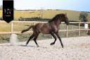 M&acirc;le kwpn Grullo par Inefavel x Dream Boy x Jonhson