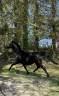Jument psa 10 ans noire homozygote