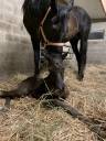 Jument psa 10 ans noire homozygote