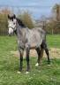 Male 4 ans Catchar mail x Casano