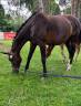 Jument sf &eacute;levage ou loisirs 