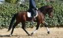 PRE grande taille-Dressage