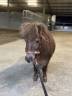 Qontesse van de waterkant - shetland 3,5y