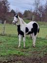 Pouliche paint horse 
