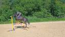 M&acirc;le 4 ans GLASGOW W VH MERELSNEST X IOWA