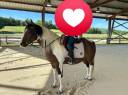 PAINT HORSE PP HONGRE 6 ans 