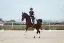 Jument- KWPN - 10 ans - Dressage - France