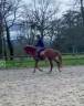 Jument oc selle francais 4 ans 