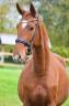 Hongre - Hanovrien - 4 ans - DSP - Dressage - France
