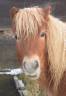 poney shetland m&acirc;le castr&eacute; 