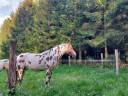 Hongre Appaloosa Fondation PP