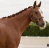Hongre - Hanovrien - 7 ans - Dressage- France
