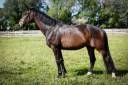 PICANT - Un cheval de dressage prometteur