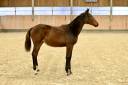 Filly (2025) I'm Special de Muze x Toulon x Ramiro z
