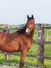 Hongre - Oldenbourg - 3 ans - Dressage- France