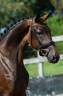 Jument - KWPN - 7 ans - Dressage -  France