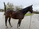 Hongre 4 ans PS
