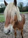Vente Haflinger 