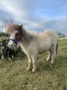 Shetland 2 ans 