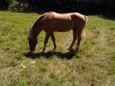 2 &eacute;talons PALOMINO  et ARABE 