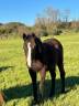 Jeunes Chevaux & Poneys de Sport  Direct &Eacute;leveur 