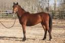 Belle ponette New forest 2 ans taille D