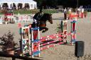 Poney de sport &agrave; vendre