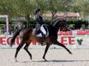 Hongre - KWPN - 14 ans - Dressage - PSG - France