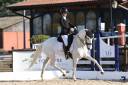 Jument - Lusitanienne - 12 ans - Dressage  PSG - France