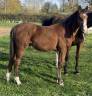 Poulain SF Itoki de riverland x cor de hus